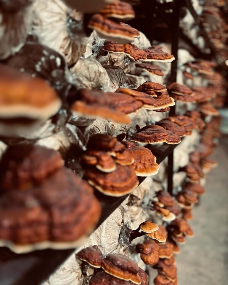 ganoderma lucidum atau lingzhi berasal dari cina. biasa digunakan untuk pengobatan herbal.jpg.jpeg