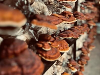 Home ganoderma lucidum atau lingzhi berasal dari cina. biasa digunakan untuk pengobatan herbal..jpg